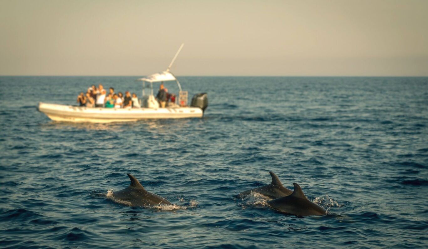 dolphin experience
